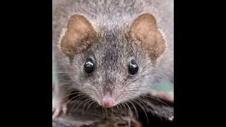 Thumbnail: Camera Trap! Agile Antechinus (Antechinus agilis)