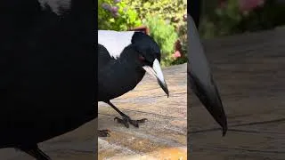 Thumbnail: Magpie and king parrot and the dilemma of sunflower seeds