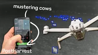 Thumbnail: Drones Are Mustering Cows in Australia!