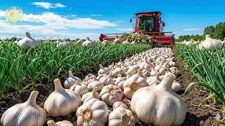 Thumbnail: How US Farmers Harvest Millions of Tons of Crops from the 2026 Season | Farming documentary