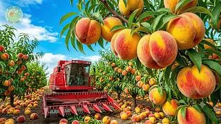 Thumbnail: How Farmers Harvest and Process Millions of Peaches | Inside a Canned Peach Factory