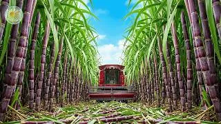 Thumbnail: How US Farmers Harvest Millions of Sugarcane to Produce Sugar | Inside Sugarcane Farming