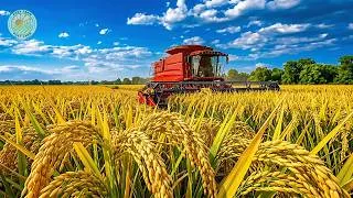 Thumbnail: How Farmers Harvest and Process Millions of Tons of Rice | Inside Rice Farming