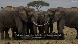 Thumbnail: The Only Animal That Mourns Its Dead — And Remembers Who Killed Them