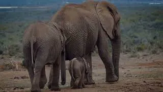 Thumbnail: 5 Animals Smarter Than You Think