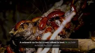 Thumbnail: 5 Insects That Could Take Over the World