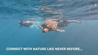 Thumbnail: Swimming with Turtles Rarotonga Cook Islands