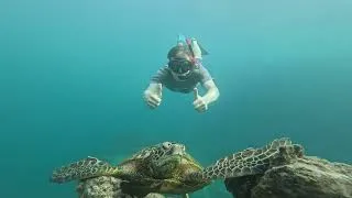 Thumbnail: Turtle & Snorkeling Tour Rarotonga