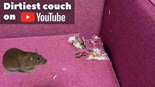 Thumbnail: Rats Destroyed This Sofa… So I Restored It