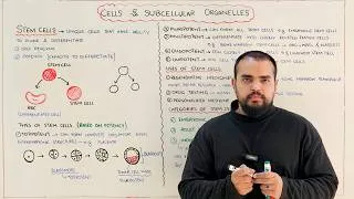 Thumbnail: Stem Cells: Types, Uses and Categories of Stem Cells