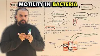 Thumbnail: Bacterial Motility & Flagella Explained | Class 11 Biology