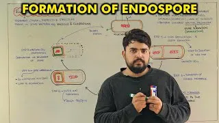 Thumbnail: Formation of Endospore in Bacteria | All Stages Explained | Class 11 Biology | Punjab Board