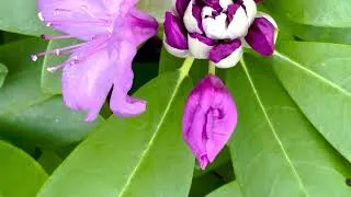 Thumbnail: Tchaikovsky 🎼 Classical Brain Music for Focus, Study & Relaxation