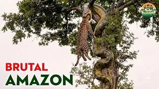 Thumbnail: Wild Amazon: The Rainforest’s Most Dangerous Prey | Wildlife Documentary