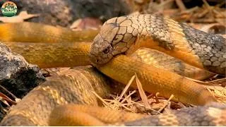 Thumbnail: King Cobra vs Snakes — The Predator That Hunts Its Own Kind