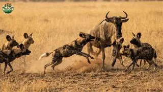 Thumbnail: Wild Dogs vs Wildebeest — Teamwork Beat Size | Wildlife documentary
