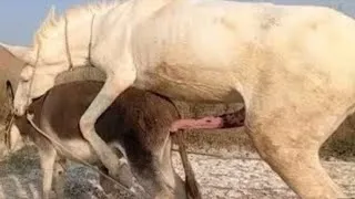 Thumbnail: Male & Female Buffalo | Natural Breeding