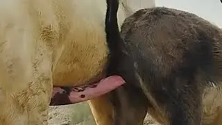 Thumbnail:      Male & Female Buffalo | Natural Breeding