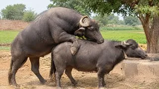 Thumbnail:     Amazing Buffalo Breeding Moment 🐃