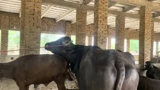 Thumbnail:      Natural Buffalo Mating in the Countryside 🐃#buffalo 