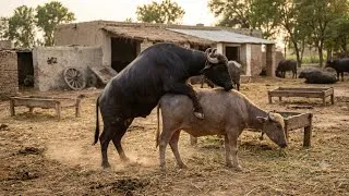 Thumbnail:      Bull Meets Buffalo | Natural Breeding Moment 🐂🐃 