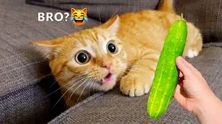 Thumbnail: Try Not To Laugh 😅 Funniest Cats and Dogs 😹 Funny Animals 2026 #5