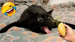 Thumbnail: Try Not To Laugh 😅 Funniest Cats and Dogs 😹 Funny Animals 2026 #4