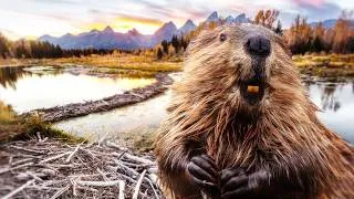Thumbnail: Are Beavers Actually Good at Dams?