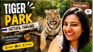 Thumbnail: I Touched a Tiger at Pattaya Tiger Park, | Once in a Lifetime Experience  #viral #tigerparkpattaya 