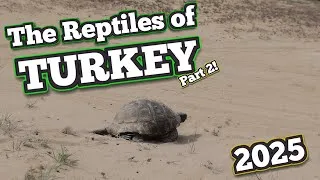 Thumbnail: Let's Find Reptiles in Antalya! | Turkey (2/?)