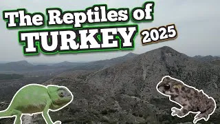 Thumbnail: Let's Find Reptiles in Antalya! | Turkey (1/?)