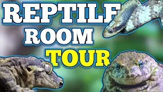Thumbnail: UK 🇬🇧 Reptile Room Tour 2025!