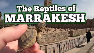Thumbnail: Let's Find Reptiles in Marrakesh! | Morocco (Mini Trip)