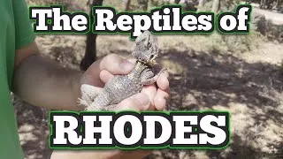 Thumbnail: Let's Find Reptiles in Rhodes! | Greece (Mini Trip)
