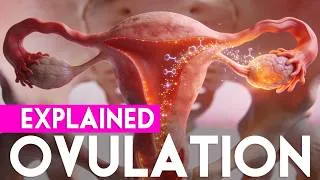 Thumbnail: How Ovulation Actually Works — And the Best Time to Take an Ovulation Test