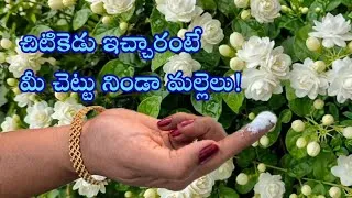 Thumbnail: చెట్లు నిండుగా మల్లెలు రావాలంటే ఇలా చేయండి |prema's Garden |  #premasgarden  #jasmine