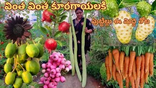 Thumbnail: 🔴 బాహు బలి సొరకాయలు   |Terrace garden harvest #bumper harvest #premasgarden 