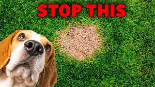Thumbnail: The Secret To Repairing Dog Pee Spots On Your Lawn (Before and After)