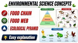 Thumbnail: Food Chain, Food Web & Ecological Pyramid | Energy Flow in an ecosystem 