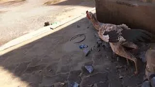 Thumbnail: Infininite Chicken