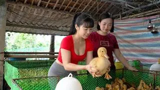 Thumbnail: [ TIMELAPSE ] She Raised Baby Ducks in Her Peaceful Countryside Farm Life