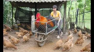 Thumbnail: [ TIMELAPSE ] She Took a Giant Rooster From Her Countryside Chicken Farm