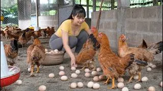 Thumbnail: [ TIMELAPSE ] She Collected Fresh Chicken Eggs in Her Peaceful Countryside Life