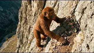 Thumbnail: Life 4 3 Million Years Ago I Evidence Of Early Humans Caring For Injured Tribe Members During Harsh
