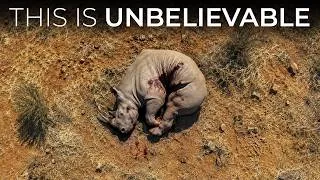 Thumbnail: Scientists Finally Identified What's Folding Rhinos in Half in South Africa — And It's Terrifying