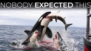 Thumbnail: 8 Great White Sharks Took On 2 Orcas — And It Didn't End The Way Anyone Expected