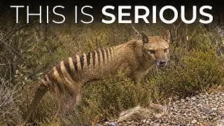 Thumbnail: Tasmanian Wildlife Expert Admits: "We Were WRONG" — The Tasmanian Tiger Footage That Split Experts