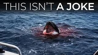 Thumbnail: Marine Biologists Finally Know What Killed 8 Orcas in the Atlantic — It Wasn't a Great White Shark