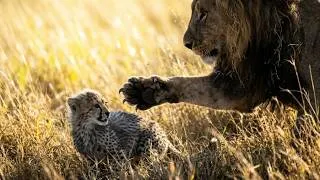 Thumbnail: The Secret Weapon Of Baby Cheetahs