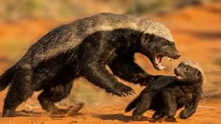 Thumbnail: Why Honey Badger Mothers Fear Their Own Kind?